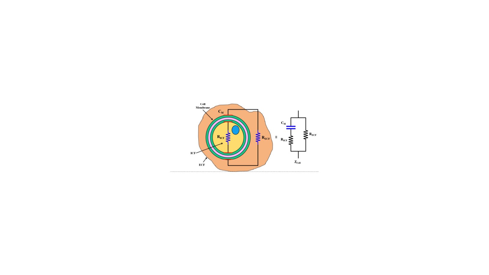 Electrical impedance model of a biological cell suspended in extracellular fluid with the equivalent electrical model. 
