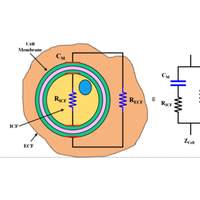 Electrical impedance model of a biological cell suspended in extracellular fluid with the equivalent electrical model. 