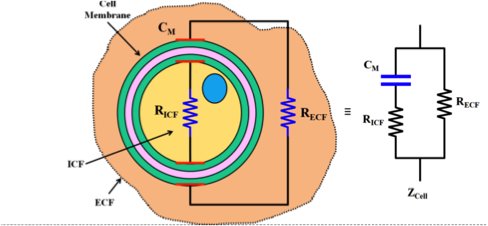 Electrical impedance model of a biological cell suspended in extracellular fluid with the equivalent electrical model. 