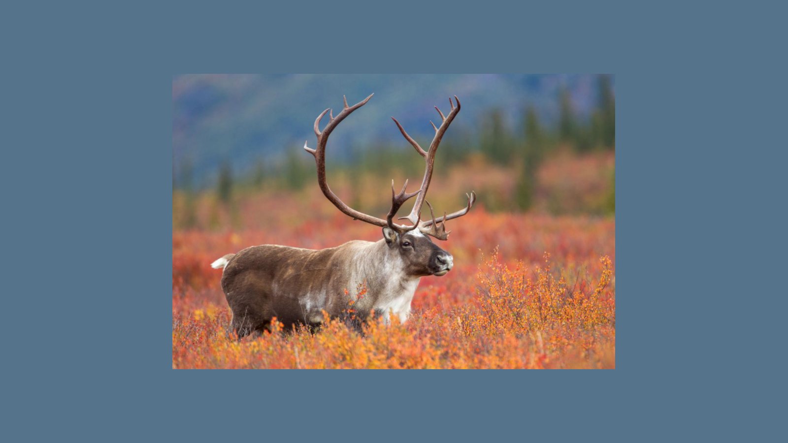 https://www.swnewsmedia.com/chanhassen_villager/news/opinion/columnists/outdoors-caribou-and-reindeer-are-one-and-the-same/article_263ff9e9-5556-5570-b2f3-8b964aa7b552.html