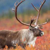 https://www.swnewsmedia.com/chanhassen_villager/news/opinion/columnists/outdoors-caribou-and-reindeer-are-one-and-the-same/article_263ff9e9-5556-5570-b2f3-8b964aa7b552.html