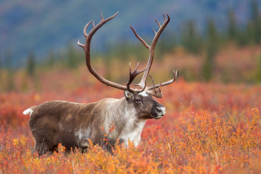 https://www.swnewsmedia.com/chanhassen_villager/news/opinion/columnists/outdoors-caribou-and-reindeer-are-one-and-the-same/article_263ff9e9-5556-5570-b2f3-8b964aa7b552.html