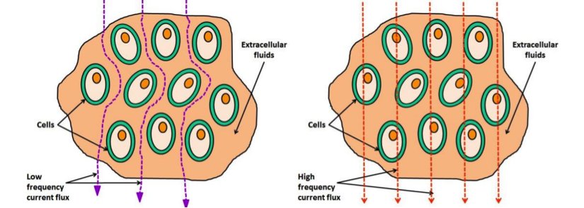Electrical current conduction through biological tissues.